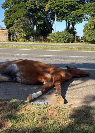 Cavalo morre atropelado por moto em rodovia de Piracicaba; caso é o 2º em menos de 24 horas